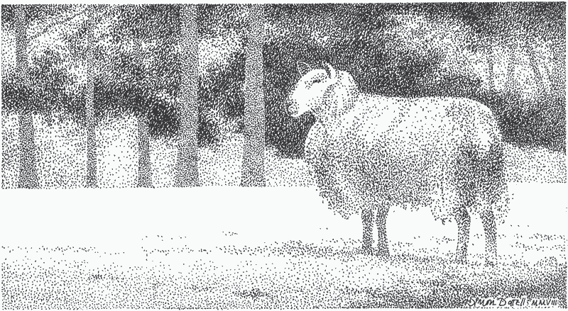 A Sheep